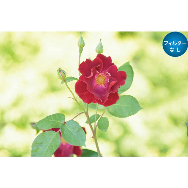 花 白花 4/20 発売】adidas Originals ZX 8000 “Hanami/Sakura” (アディダス