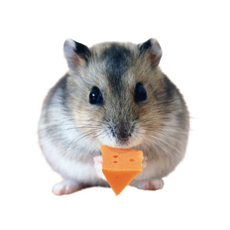 海苔ハムチーズさん専用GS5% 楽天市場】アックスクラッシック チューリップハット Axxe