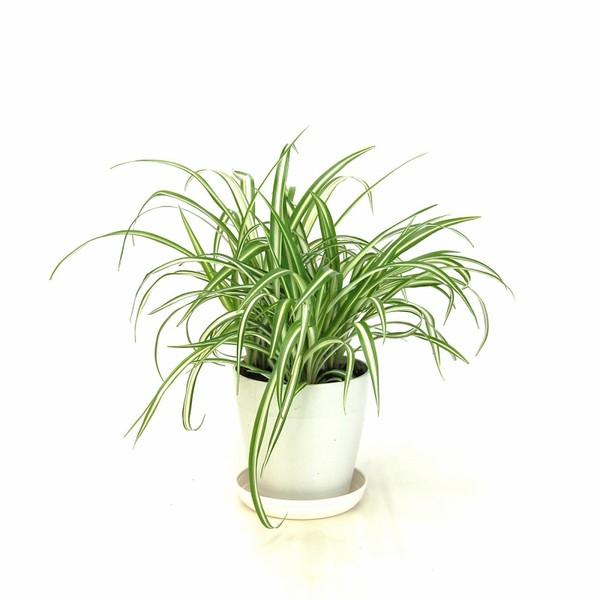 94 以上節約 直送品 3個入 1セット ポトス 日比谷花壇 観葉植物