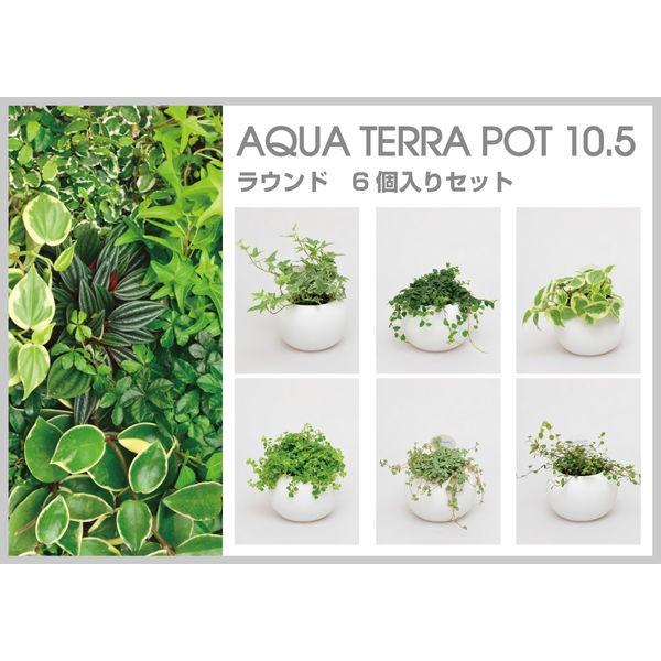 94 以上節約 直送品 3個入 1セット ポトス 日比谷花壇 観葉植物