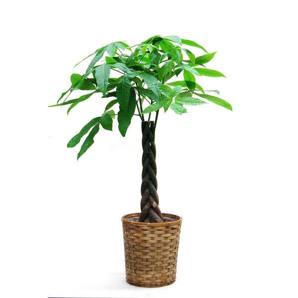 94 以上節約 直送品 3個入 1セット ポトス 日比谷花壇 観葉植物