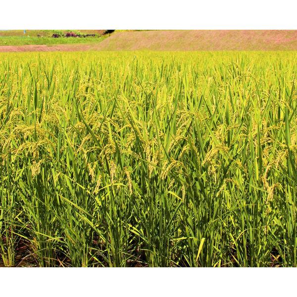 【120g×4食】日本のごはん 新潟県産コシヒカリ 小盛り 12袋(計48食)越後製菓 パックご飯|y-lohaco|05