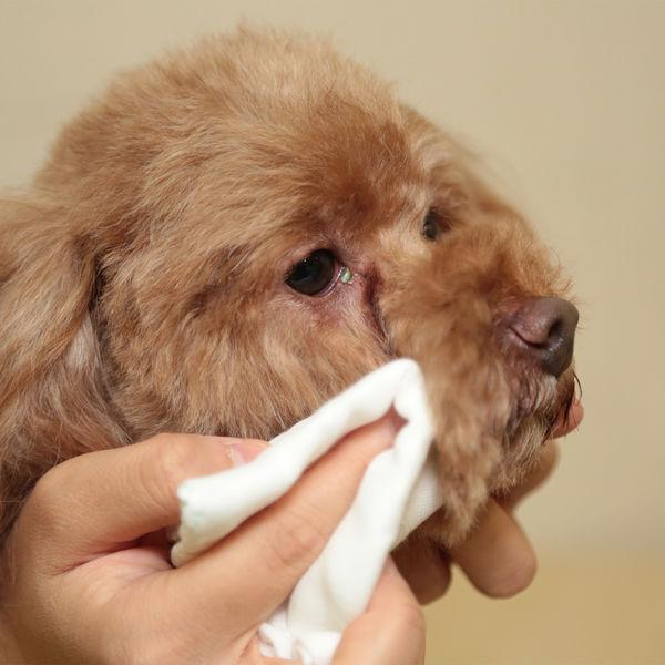 トーラス 涙やけイヤー 50ml 1個 犬 目やに対策 J Lohaco Yahoo 店 通販 Yahoo ショッピング