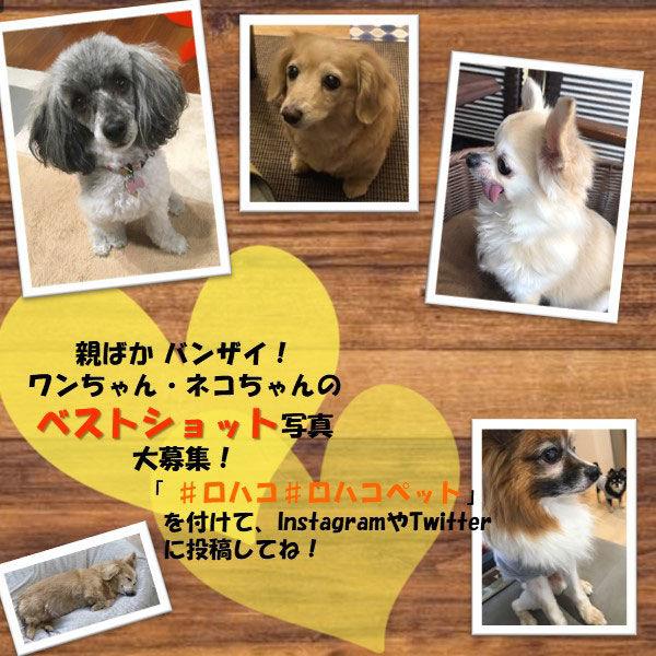 ドギーマン すきすきハグハグ フレンズ ウサぴー 犬 おもちゃ ぬいぐるみ :J184784:LOHACO Yahoo!店 - 通販 - Yahoo!ショッピング ドギーマン すきすきハグハグ フレンズ ウサぴー 犬 おもちゃ ぬいぐるみ :J184784:LOHACO Yahoo!店 - 通販 - Yahoo!ショッピング