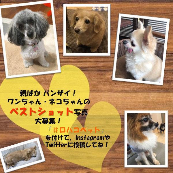 マナーウェア 紙オムツ(女の子男の子共用タイプ)長時間 高齢犬にも SSSサイズ 超小型犬 36枚 1袋 ペット用 ユニ・チャーム|y-lohaco|09