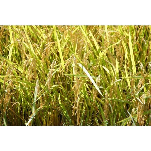 山形県産はえぬき 5kg 無洗米 令和2年産 米 お米 Lohaco Paypayモール店 通販 Paypayモール