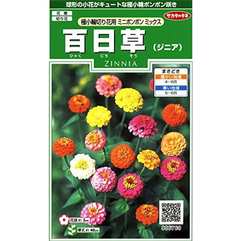 サカタのタネ 実咲花6769 百日草 極小 切り花用ミニポンポンミックス ビッグ割引
