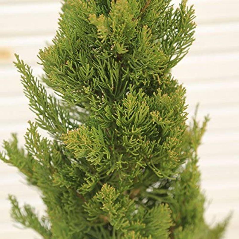 激レア!カイズカイブキB 激レア物!カイズカイブキC