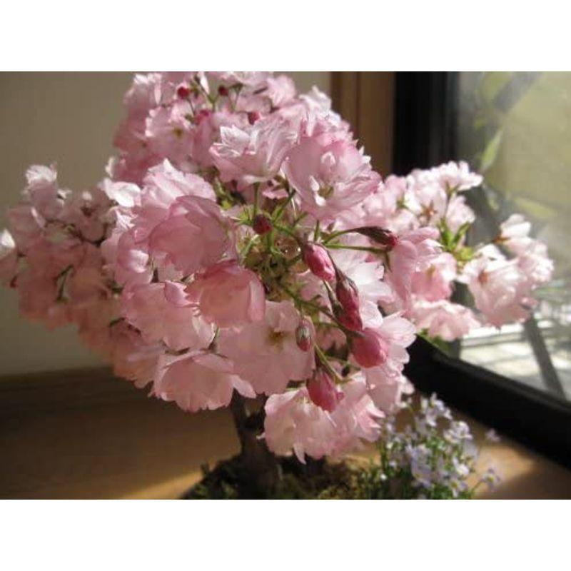 テレビで話題 盆栽 桜盆栽 八重桜 Originaljustturkey Com