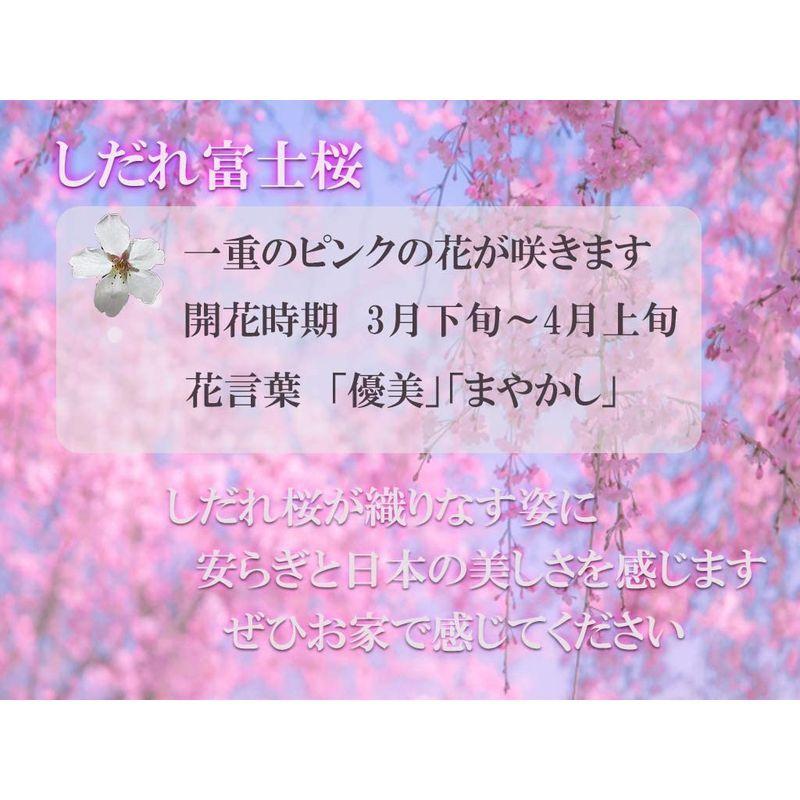 ○日本正規品○ しだれ富士桜盆栽 sjoerdscomputerwelten.de