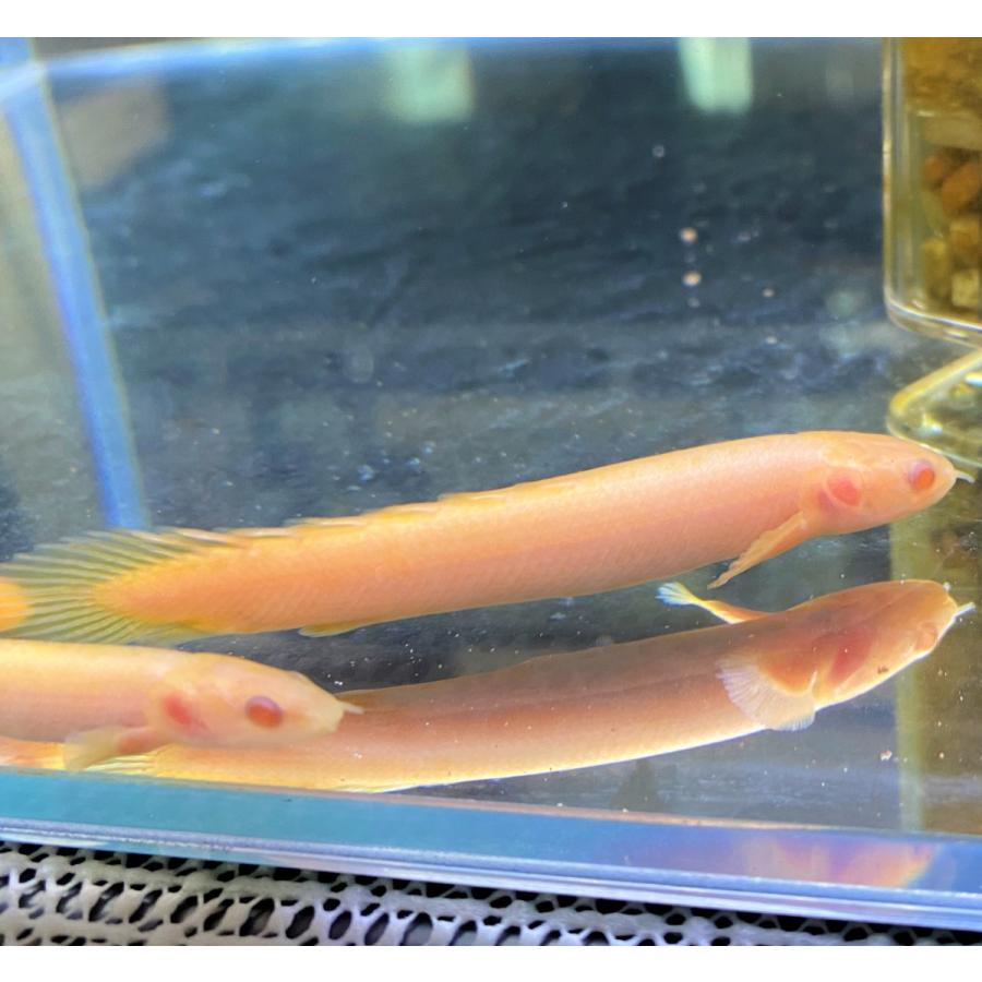 熱帯魚 ポリプテルス セネガルス アルビノ 6 8cm 1匹 古代魚 東京倉庫出荷 アクアショップピラルク ヤフー店 通販 Yahoo ショッピング