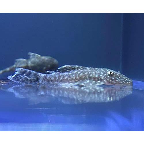 安いそれに目立つ 観賞魚生体 水槽のお掃除屋さん ミニブッシープレコ 熱帯魚 ミニブッシープレコ Sサイズ 5匹 東京倉庫出荷 Flavianovis Com Br