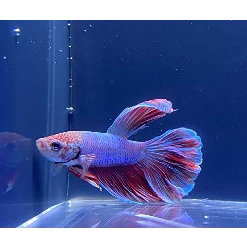 ベタ ハーフムーン ピンク×ブルー×レッド 東京倉庫出荷 熱帯魚 ベタ ハーフムーン ピンク×ブルー×レッド 東京倉庫出荷 熱帯魚