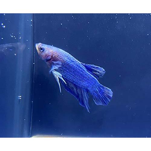 熱帯魚 ベタ ショートフィン ブルー 東京倉庫出荷 アクアショップピラルク ヤフー店 通販 Yahoo ショッピング
