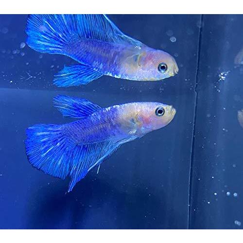 熱帯魚 ベタ ショートフィン ホワイト ブルー 東京倉庫出荷 アクアショップピラルク ヤフー店 通販 Yahoo ショッピング