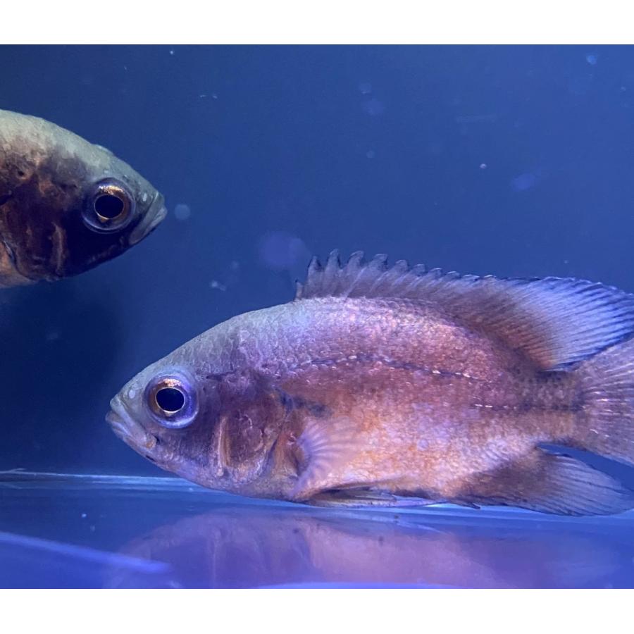 人気ショップ 熱帯魚 オスカー コロンビア ｓサイズ ワイルド １匹 北海道航空便要保温 Shipsctc Org