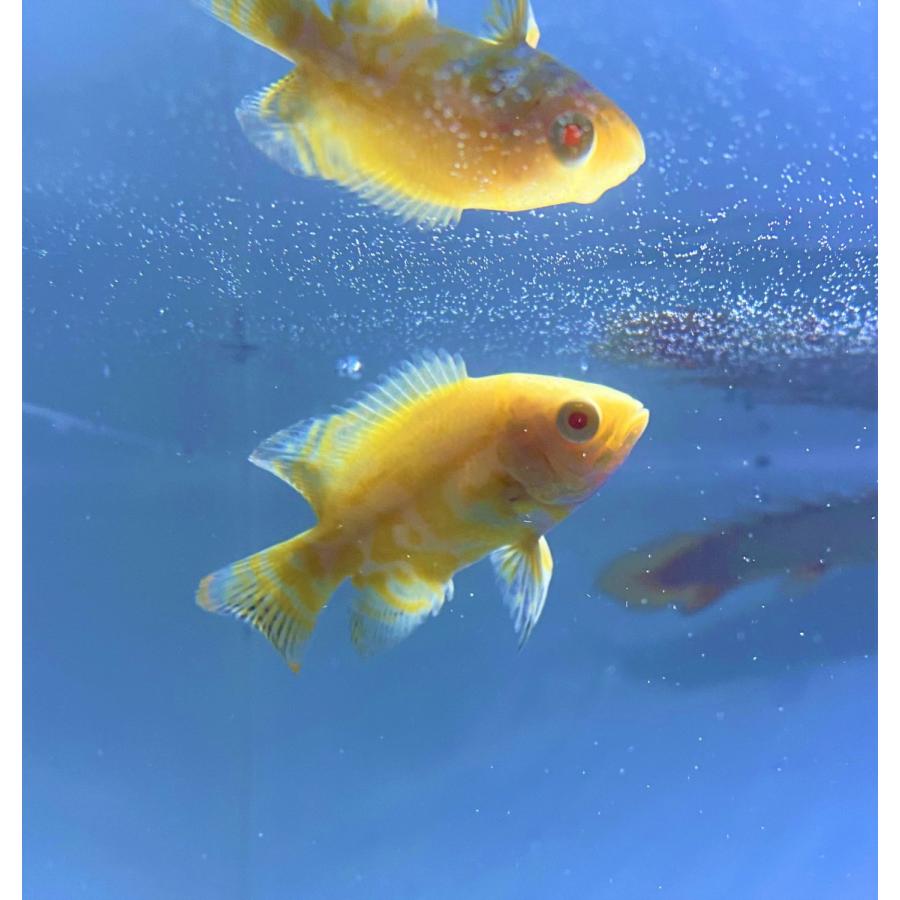 レモンイエロー オスカー 5-7cm 1匹東京倉庫出荷 熱帯魚 観賞  