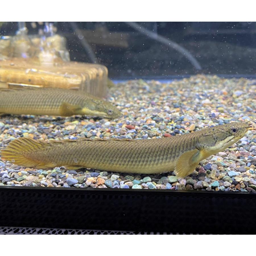 【熱帯魚】ポリプテルス パルマス×セネガルスハイブリット 16-18cm 安心サイズ 1匹 （東京倉庫出荷）｜y-pirarucu