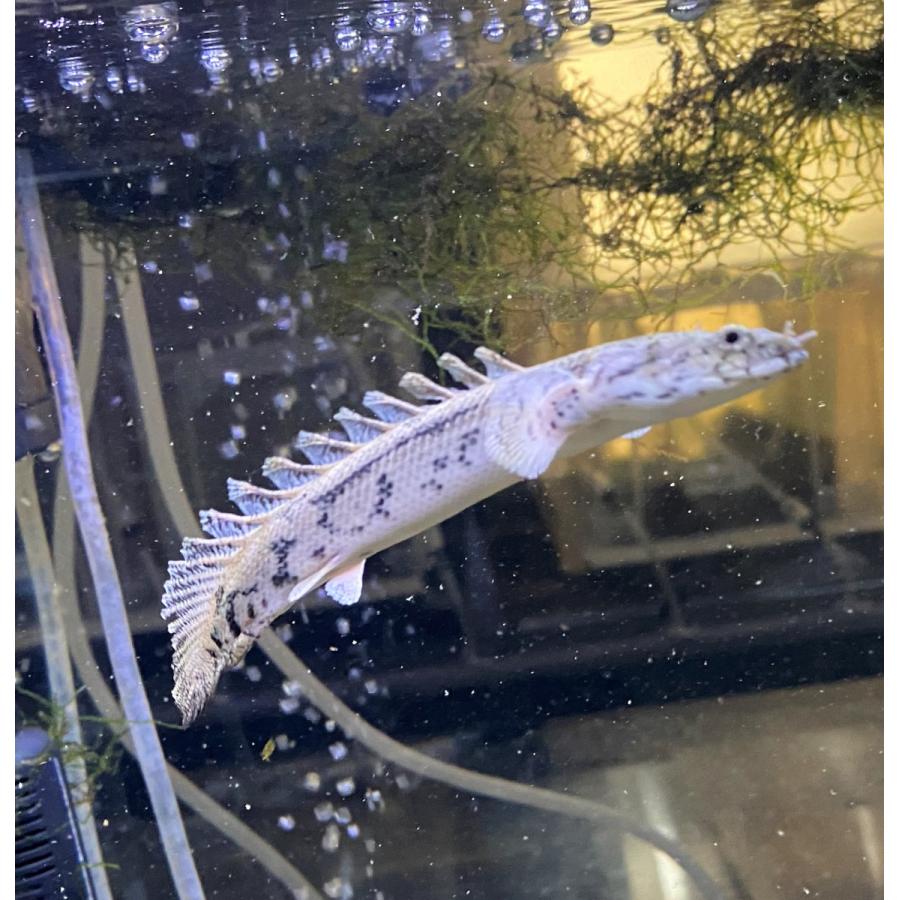 ポリプテルス エンドリケリー 13-15cm 安心サイズ 1匹 古代魚 ポリプテルス エンドリケリー 13-15cm 安心サイズ 1匹 古代魚