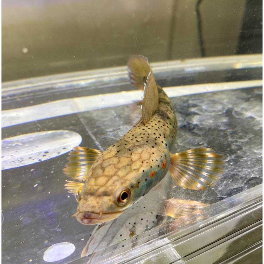 熱帯魚 チャンナプルクラ 10 12cm 安心サイズ 1匹 スネークヘッド 東京倉庫出荷 アクアショップピラルク ヤフー店 通販 Yahoo ショッピング