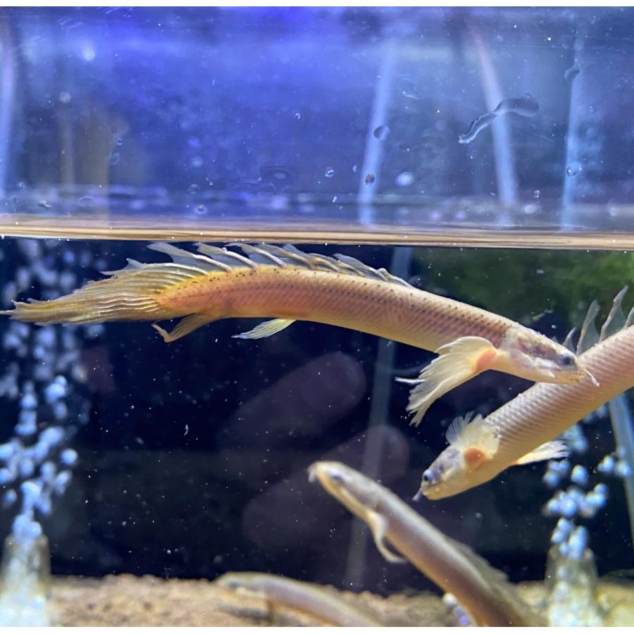 【熱帯魚】ポリプテルス ロングフィン セネガルス 9-12cm 1匹 （東南アジアブリード）｜y-pirarucu
