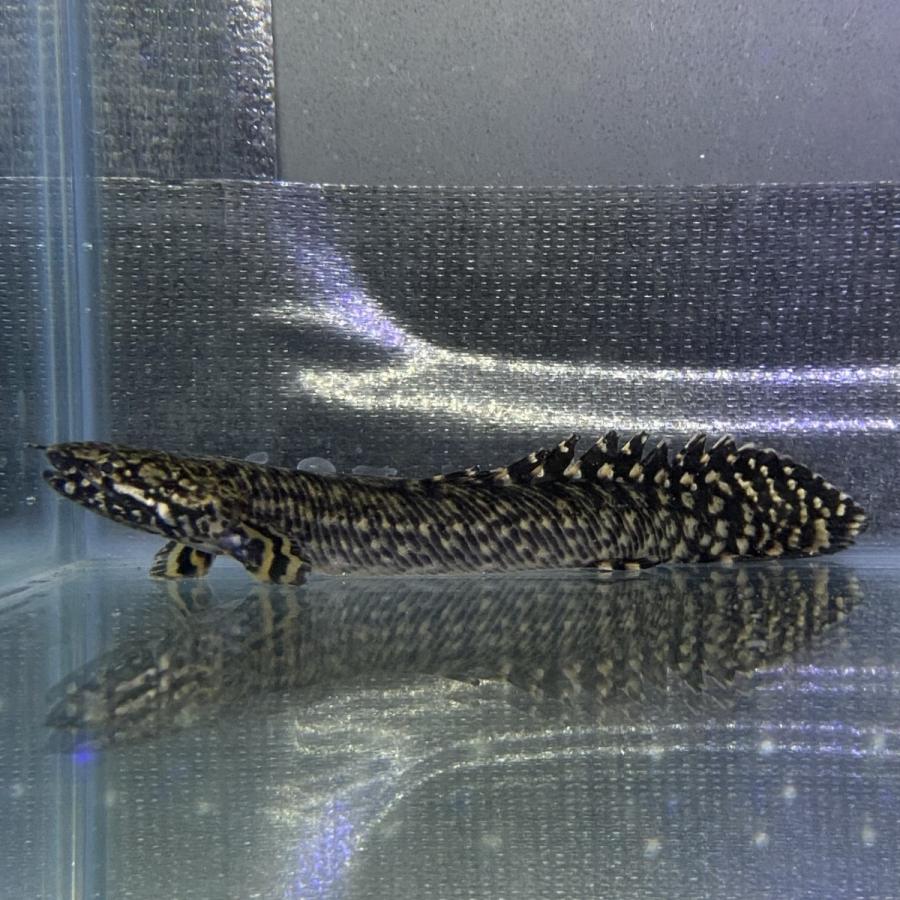 熱帯魚 ポリプテルス オルナティピンニス 9 11cm 1匹 東南アジアブリード アクアショップピラルク ヤフー店 通販 Yahoo ショッピング