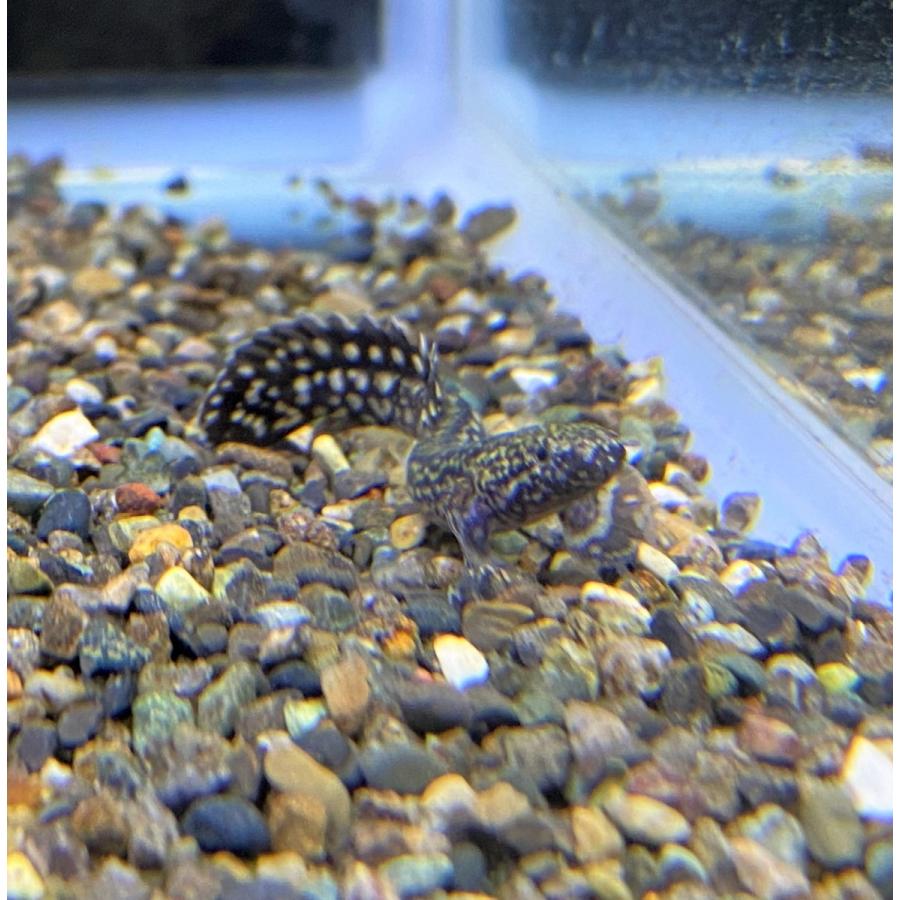 【熱帯魚】ポリプテルス オルナティピンニス 5-7cm 1匹 （東南アジアブリード）｜y-pirarucu｜02