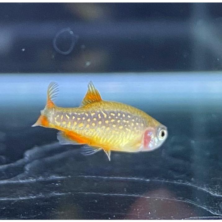 New限定品 熱帯魚 ミクロラスボラハナビ Hanabi 約1 5cm 3匹 Shipsctc Org
