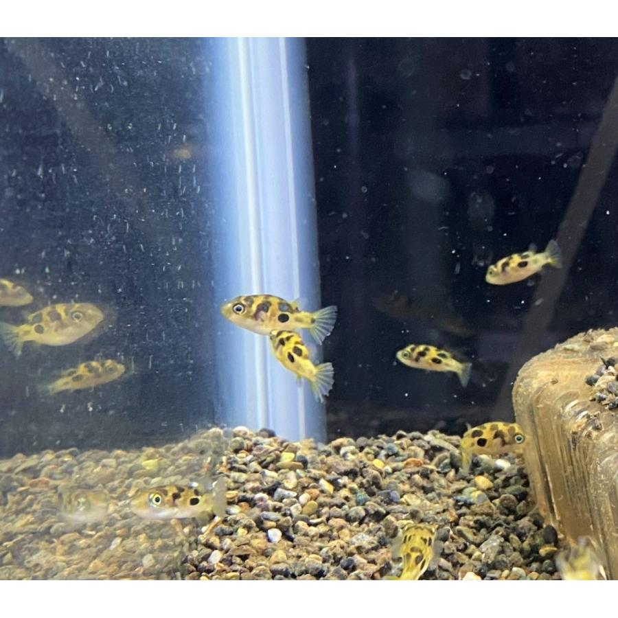 誠実 観賞魚生体 人気の淡水フグ 熱帯魚 アベニーパファー 12匹 1cm前後 東京倉庫出荷 Www Threeriversofs Com