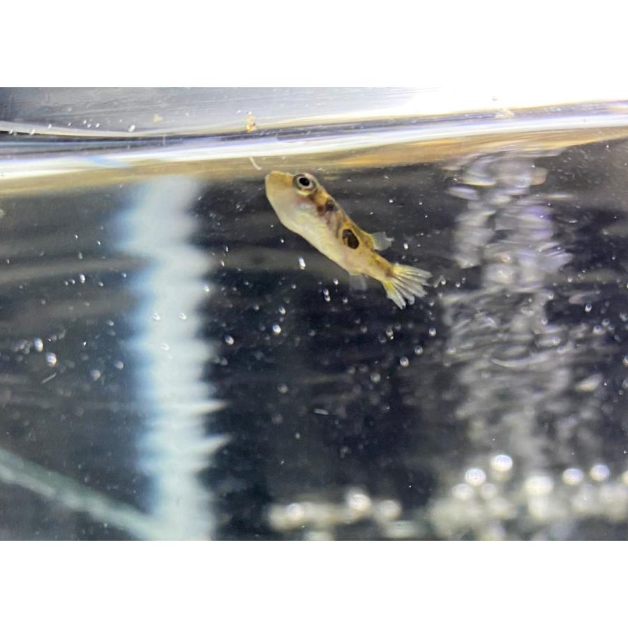 誠実 観賞魚生体 人気の淡水フグ 熱帯魚 アベニーパファー 12匹 1cm前後 東京倉庫出荷 Www Threeriversofs Com