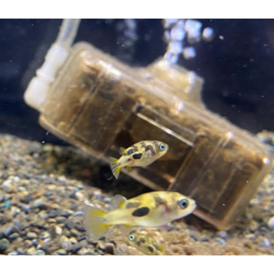 誠実 観賞魚生体 人気の淡水フグ 熱帯魚 アベニーパファー 12匹 1cm前後 東京倉庫出荷 Www Threeriversofs Com