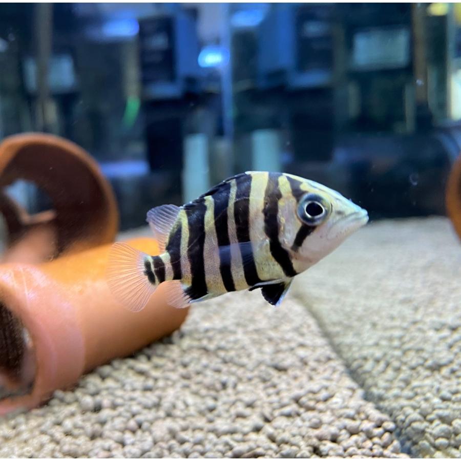 予約中 熱帯魚 人気のスマトラタイガー ダトニオプラスワン 3匹 5 7cm Wild スマトラタイガー ダトニオプラスワン 観賞魚生体 Www Diresatumbes Gob Pe