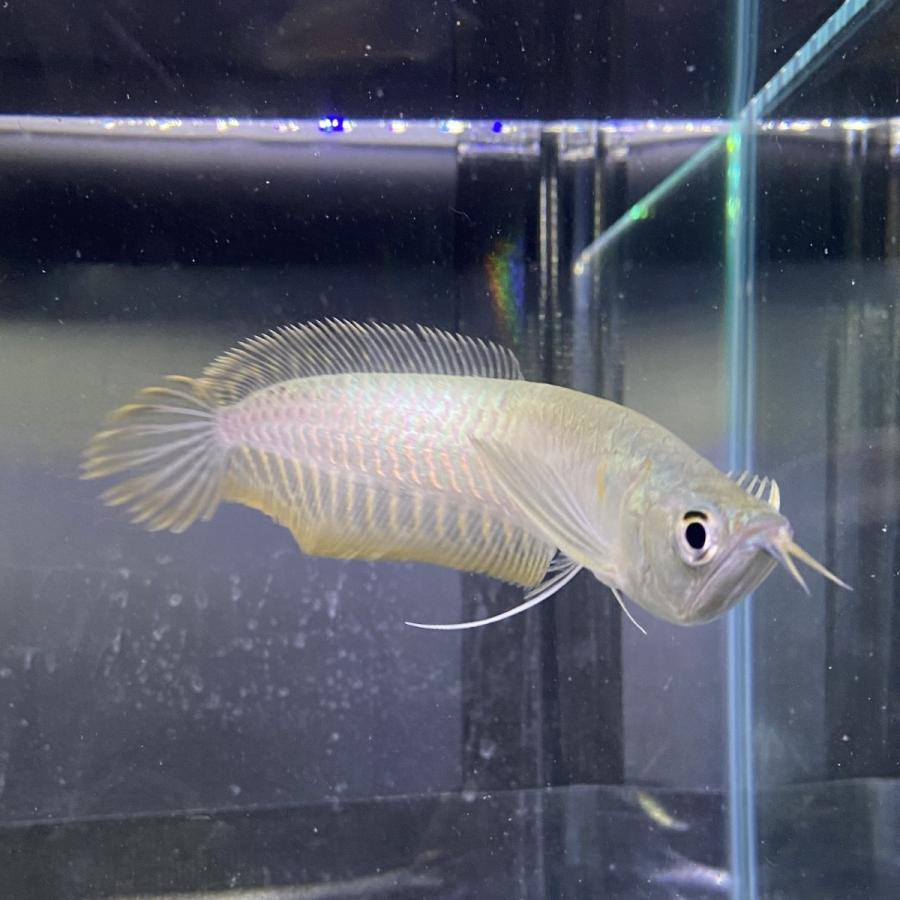 【熱帯魚】"3匹" シルバーアロワナ 11-13cm  安心サイズ （東京倉庫出荷）｜y-pirarucu｜03