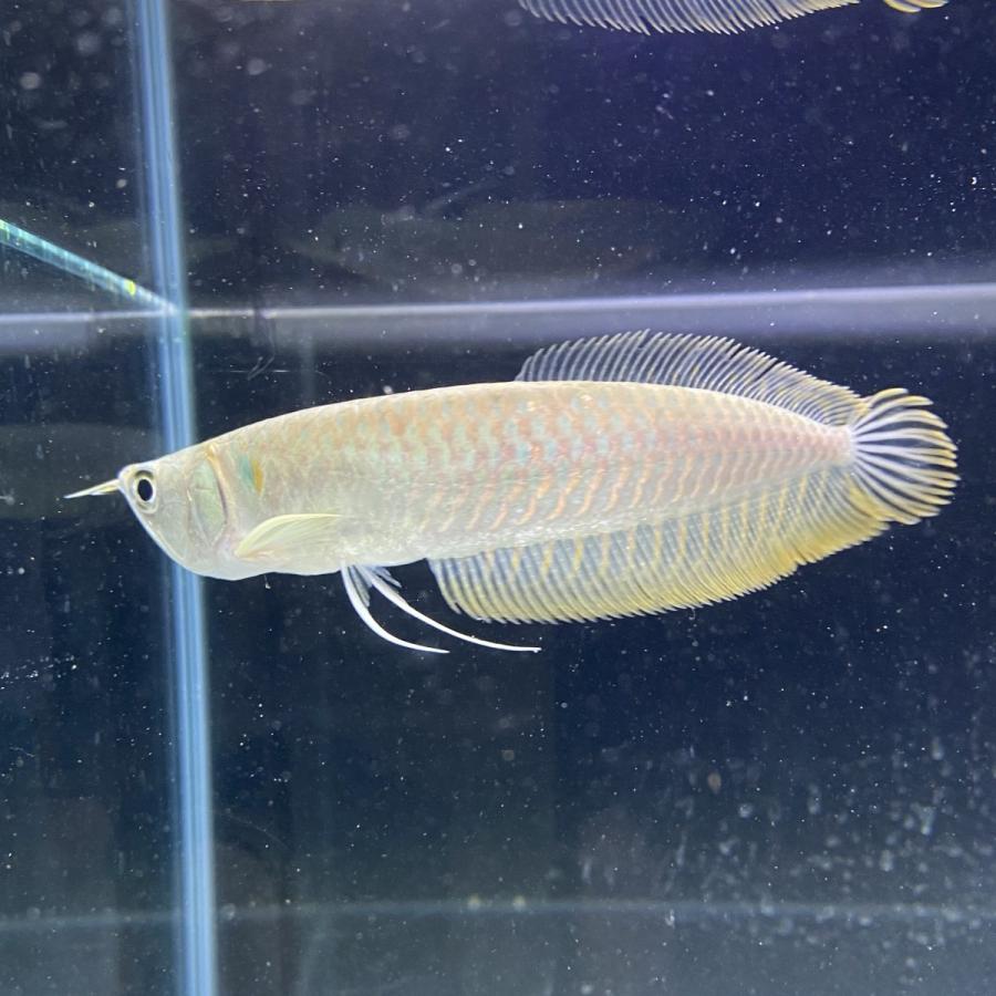 【熱帯魚】"3匹" シルバーアロワナ 11-13cm  安心サイズ （東京倉庫出荷）｜y-pirarucu｜04