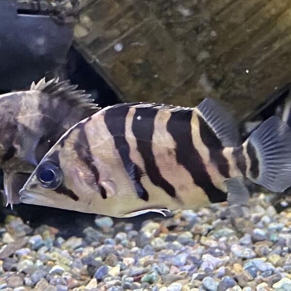 5匹限定ダトニオプラスワン ボルネオ島WILD