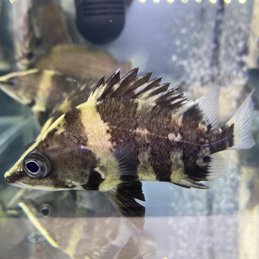 【熱帯魚】 ニューギニアダトニオ（ニューギニアタイガー）6-8cm 1匹　Wild｜y-pirarucu｜04