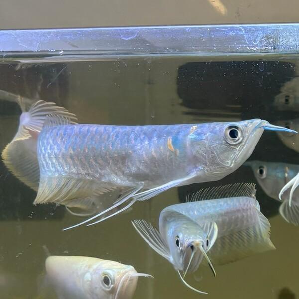 セミショートシルバーアロワナ シルバーアロワナ 大型魚 古代魚 50センチ