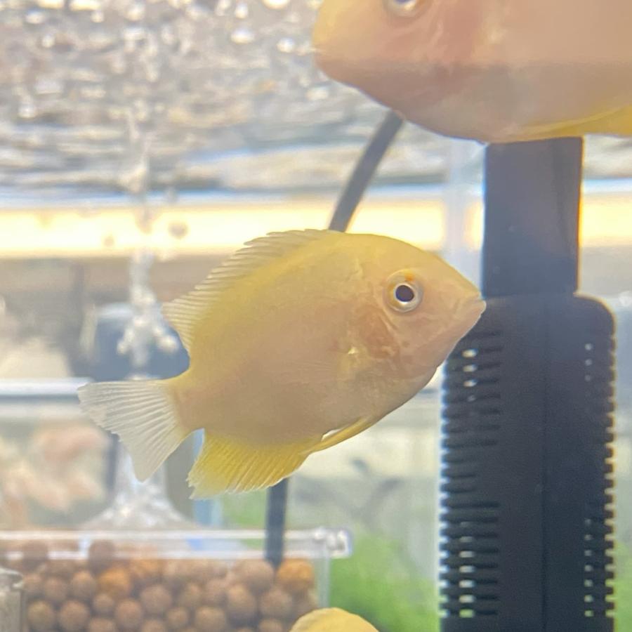 【熱帯魚】ゴールデンセベラム 5-7cm （１匹）｜y-pirarucu｜02