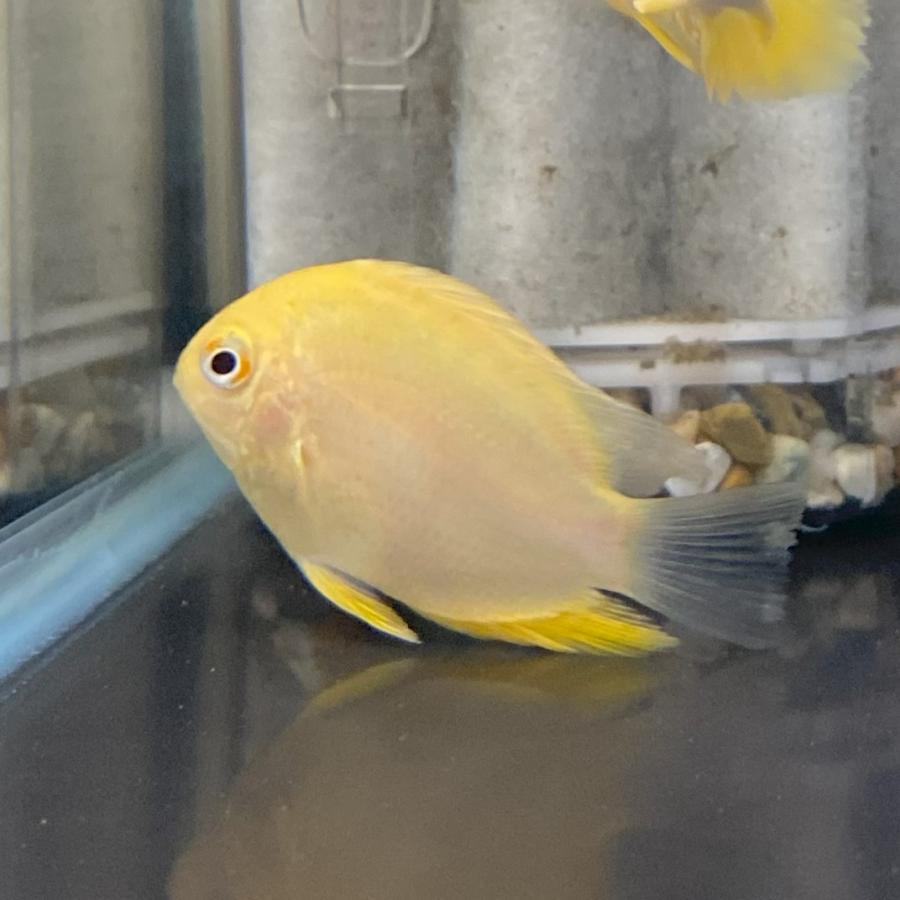 【熱帯魚】ゴールデンセベラム 5-7cm （１匹）｜y-pirarucu｜04