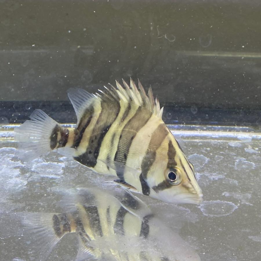 スマトラタイガーダトニオ 45センチぐらい