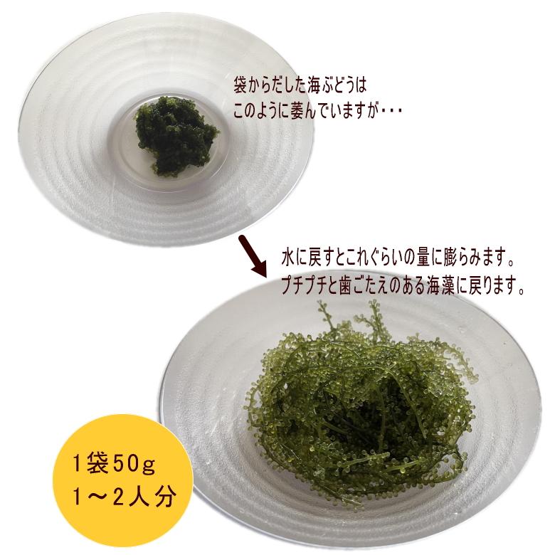 沖縄県産 感謝の海ぶどう 50g×2袋 タレ付 化粧箱なし｜y-sansei-shop｜10