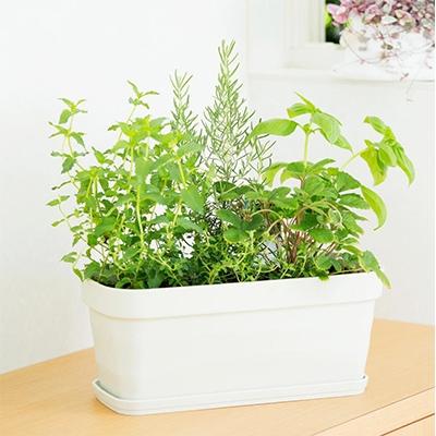 ふるさと納税 朝倉市 摘み取ってお料理や飾りに使用できる[お任せキッチンハーブ5種 香りの寄せ植え]