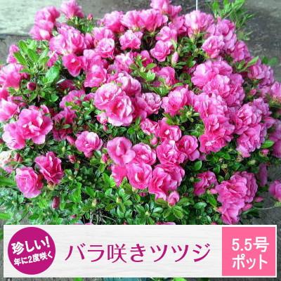 ふるさと納税 鈴鹿市 珍しい!年に2度咲くバラ咲きツツジ(5.5号ポット) (ガーデニング用)