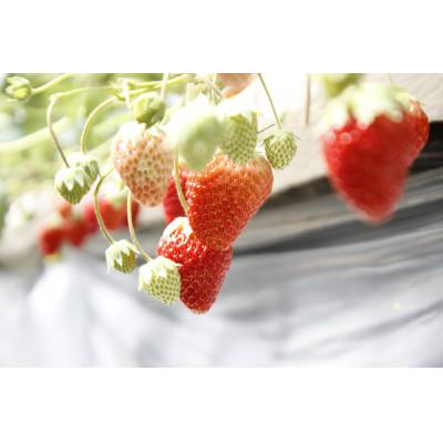 ふるさと納税 田原市 【愛知県・田原産】フローズンいちご　1kg&times;2袋