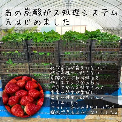 ふるさと納税 横芝光町 農家直送!削りイチゴパフェも楽しめるBELL FARM
