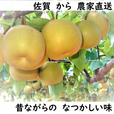 ふるさと納税 唐津市 特栽 幸水梨5キロ 農家直送[先行受付]2026年夏 佐賀県唐津市産