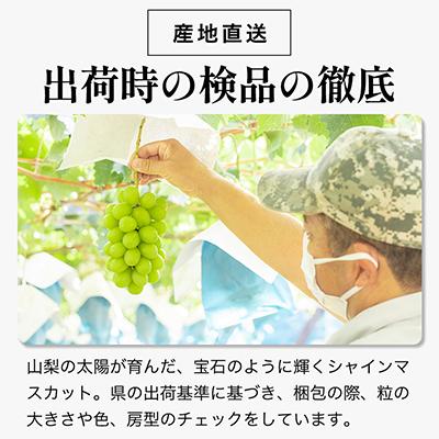 ふるさと納税 シャインマスカット 山梨市 【2026年発送 】シャイン