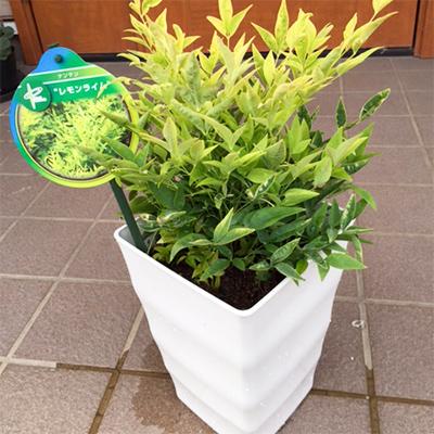 ふるさと納税 鈴鹿市 海外から新品種 南天レモンライムが来ました 6号 18cm カラー鉢 さとふる 通販 Yahoo ショッピング