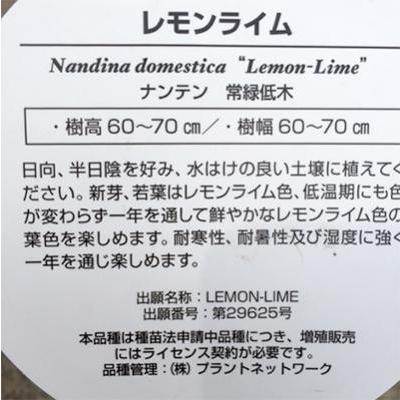 当店一番人気 ふるさと納税 鈴鹿市 海外から新品種 南天レモンライムが来ました 6号 18cm カラー鉢 Wantannas Go Id