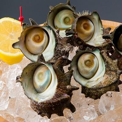 ふるさと納税 下田市 伊豆漁協 地物 活サザエ 食品 <伊豆漁協>地物 活サザエ A A <伊豆漁協>地物 活サザエ A 下田市